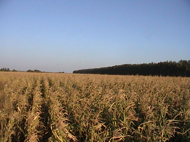 Поле кукурузы